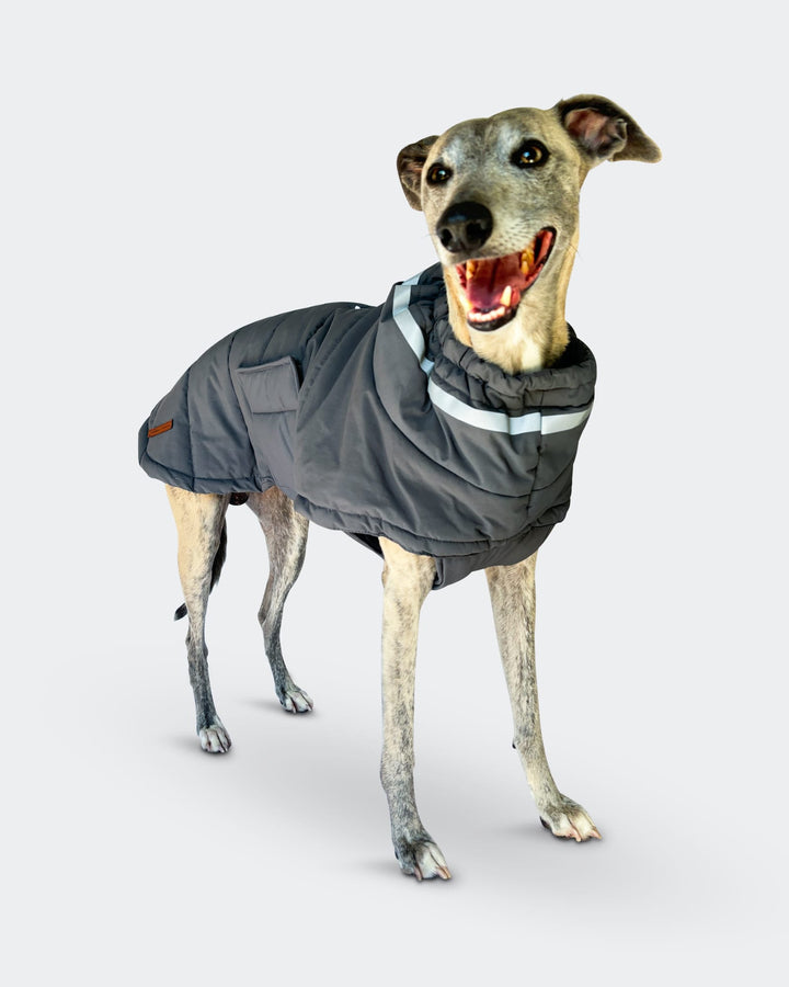 Grey Whippet Raincoat