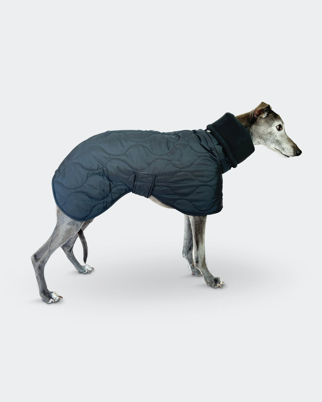 Black Whippet Raincoat